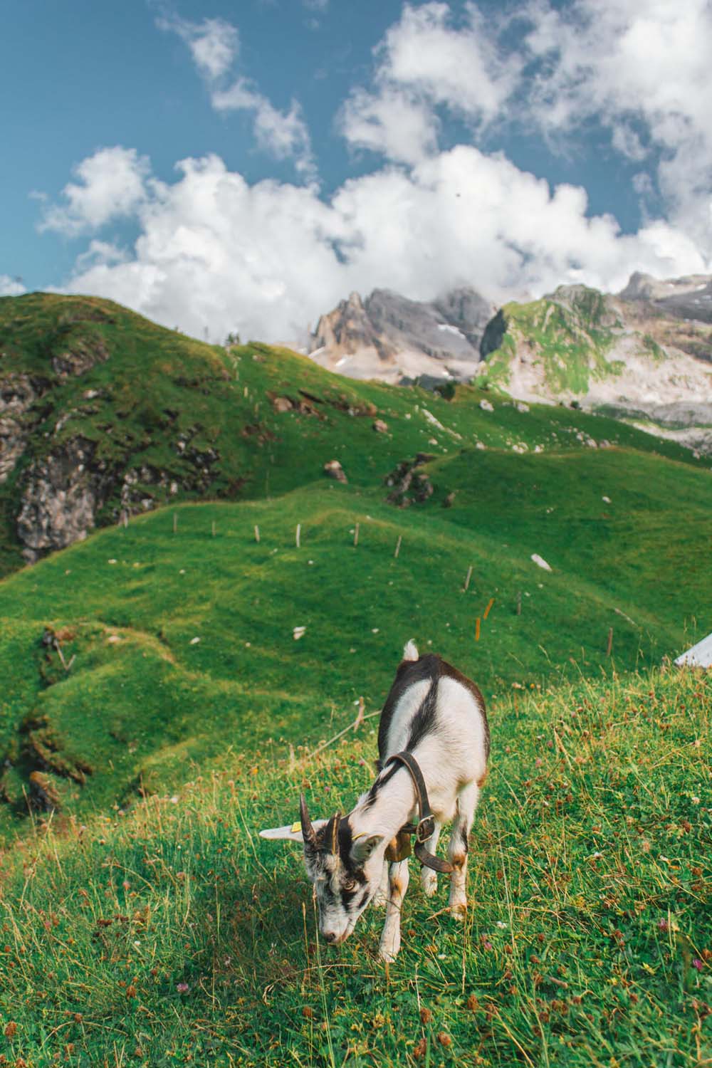Alp Oberfeld | Ziegenherde | Wanderung Walenpfad