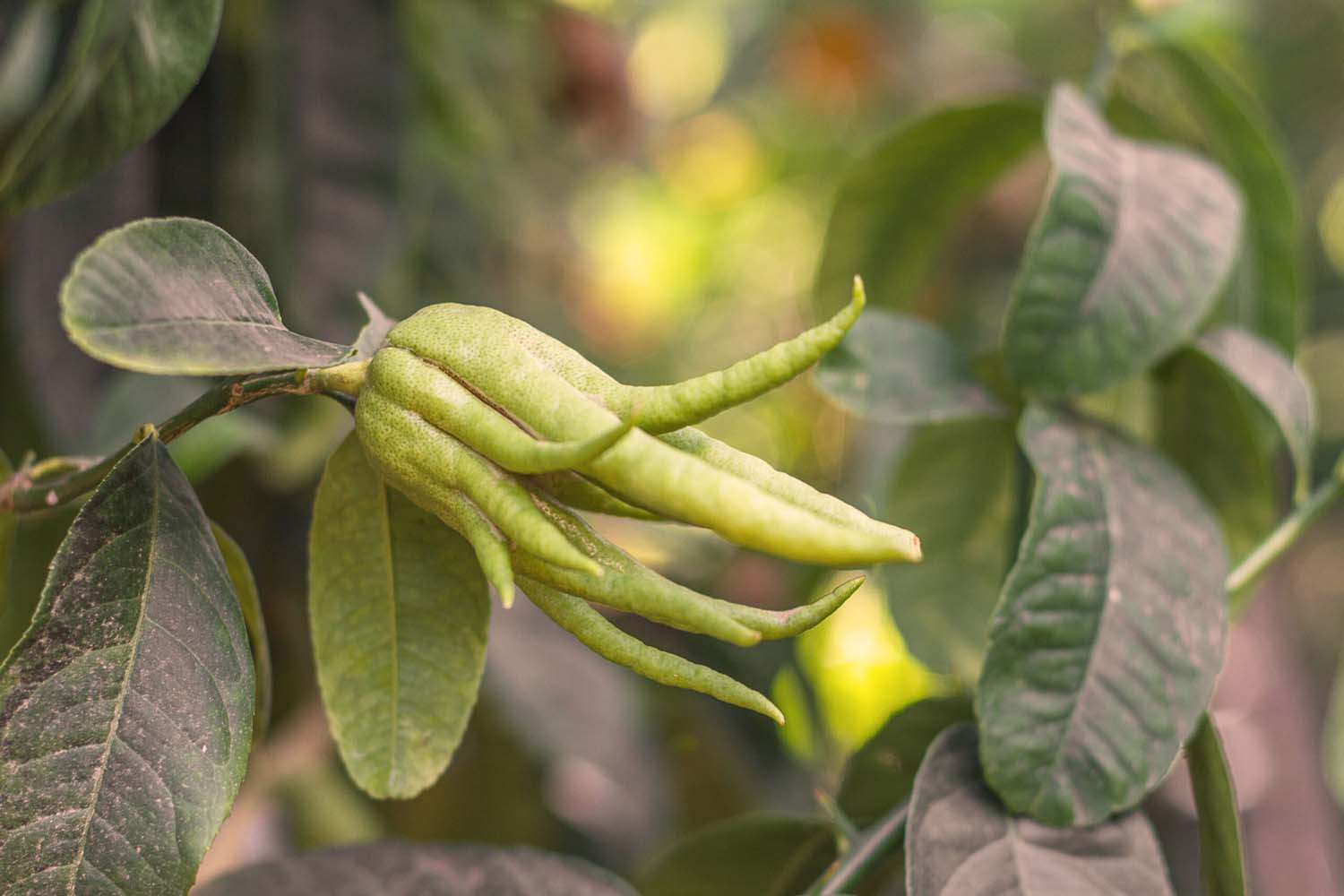 Tropenhaus Wolhusen | Tropengarten