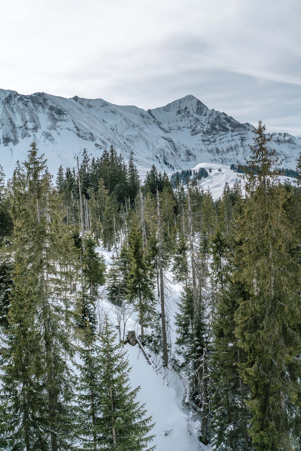 Gastronomische Rundwanderung Sörenberg | Brienzergrat | Winterwald
