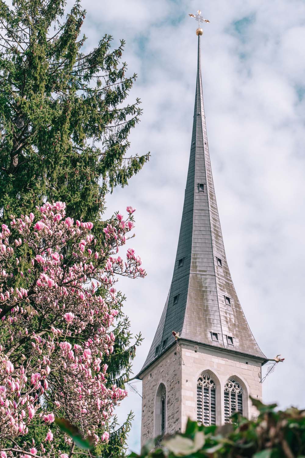 Hofkirche mit Magnolienblumen