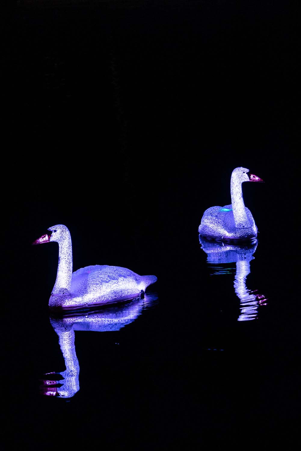 Lilu Lichtfestival Luzern | Cygnus