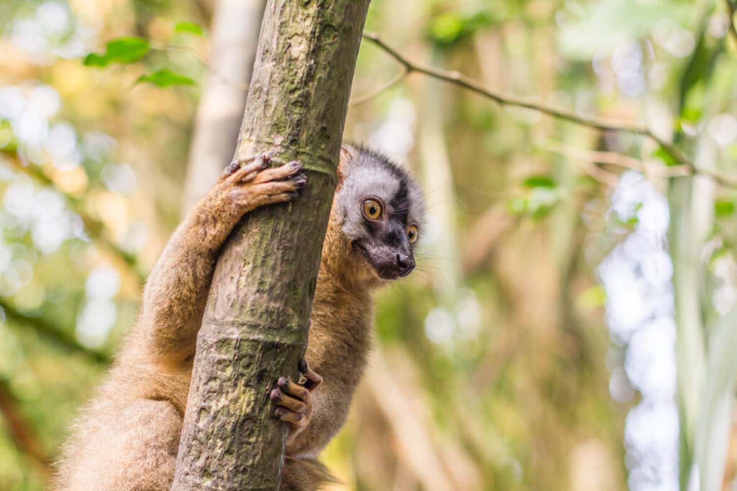 Masoalahalle Zürich