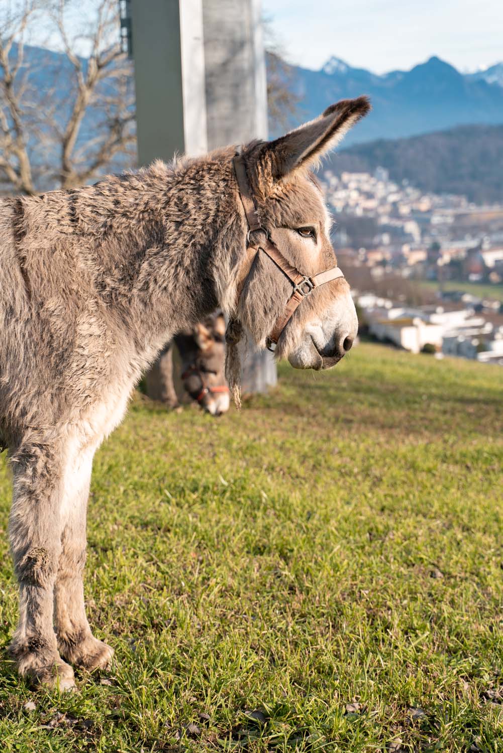 Wanderschäfer | Sonnenberg