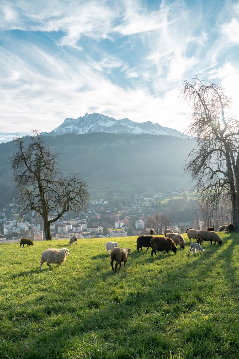 Wanderschäfer | Sonnenberg